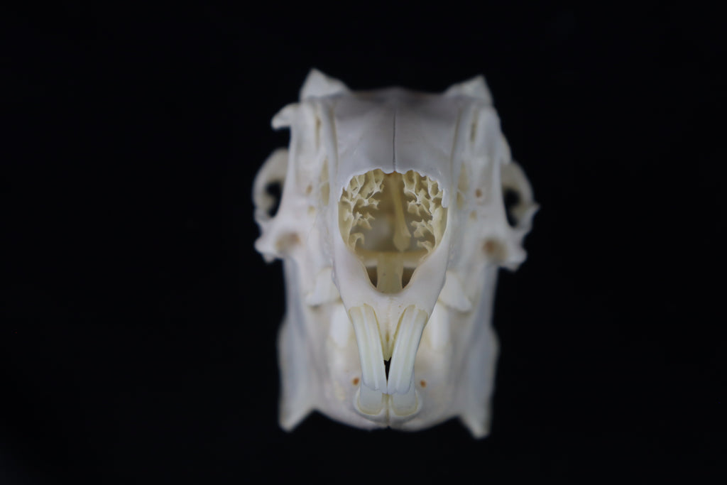Jack Rabbit Skull