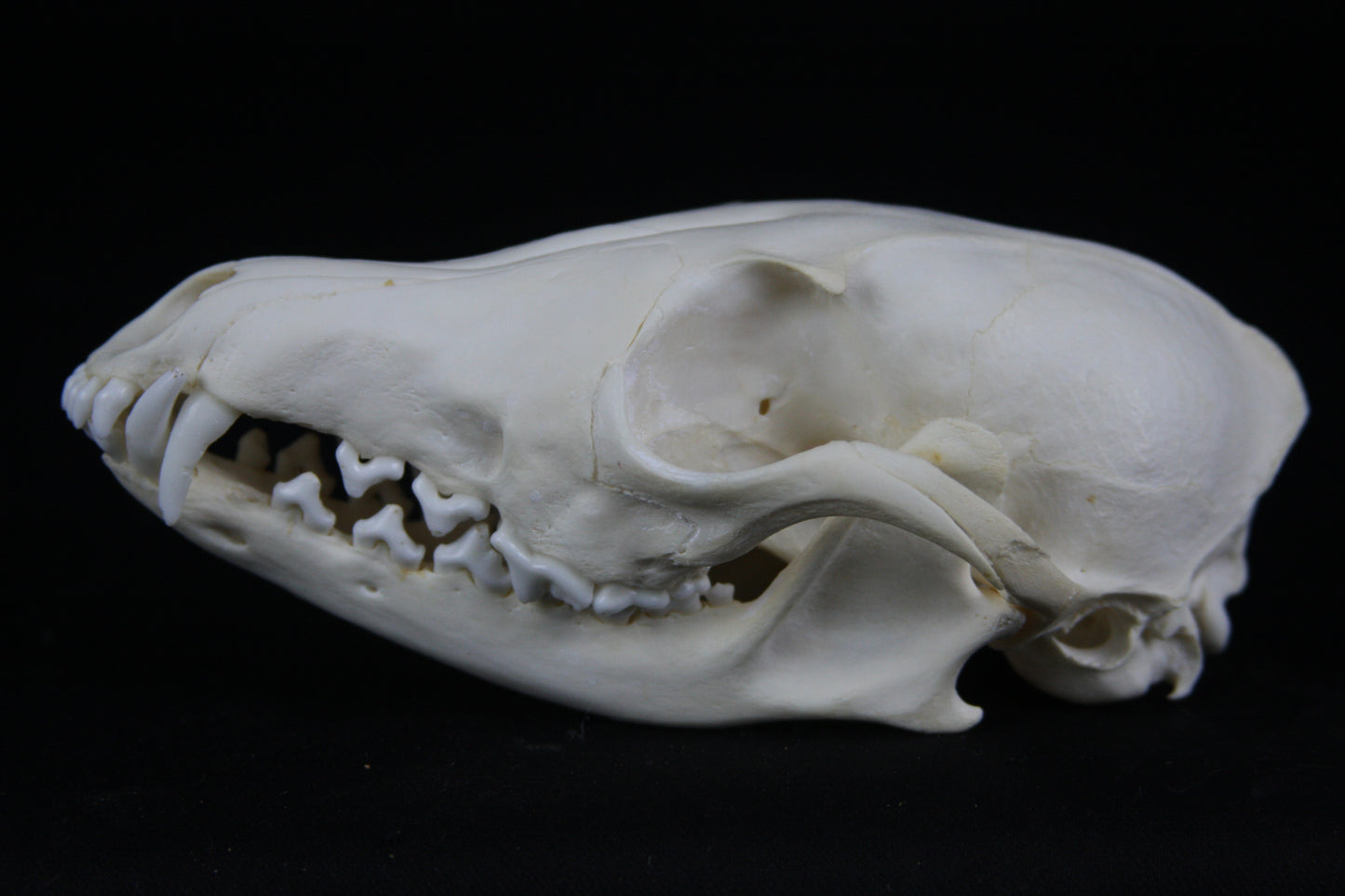Red Fox Skull