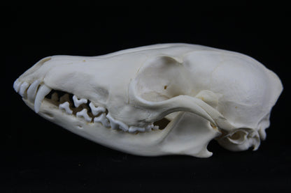 Red Fox Skull