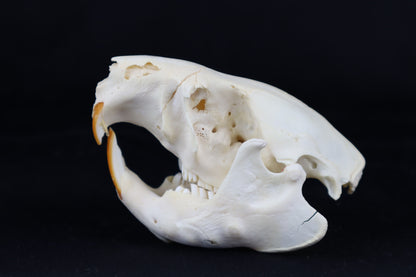 Craft Juvenile Beaver Skull