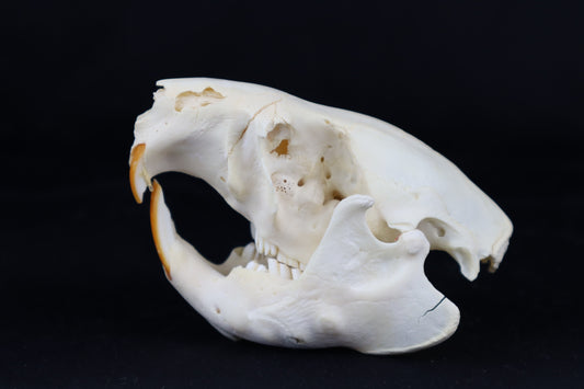 Craft Juvenile Beaver Skull
