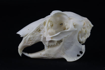 Jack Rabbit Skull