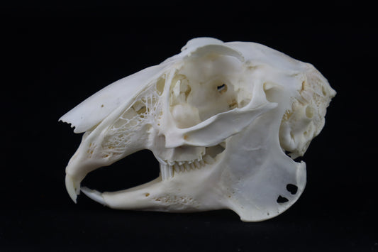 Jack Rabbit Skull