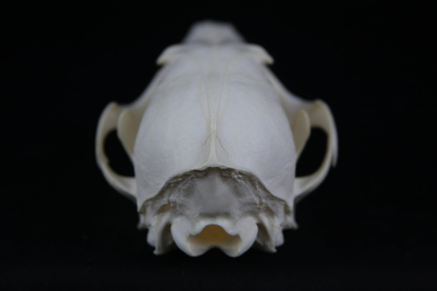 Red Fox Skull