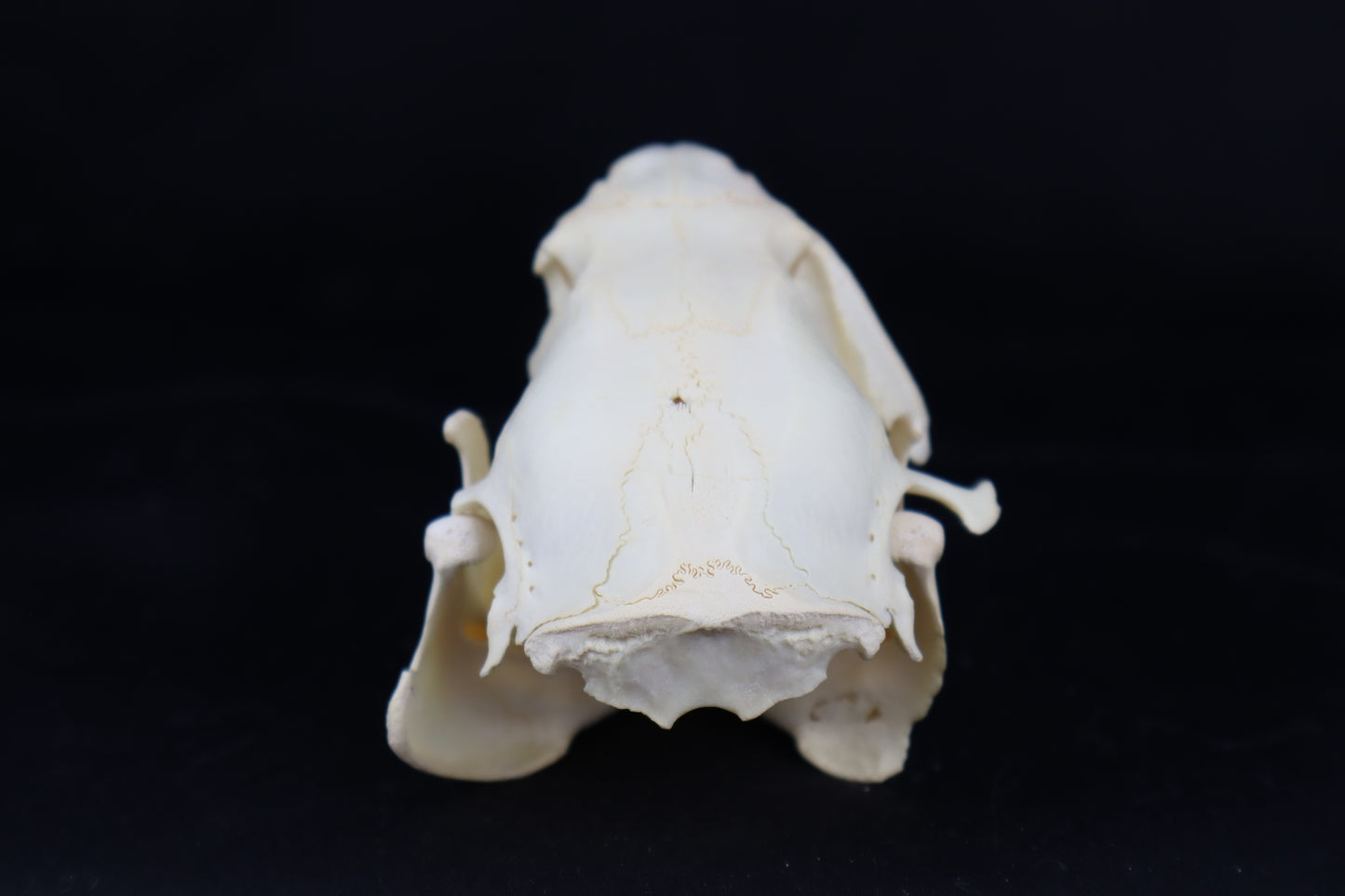 Craft Juvenile Beaver Skull