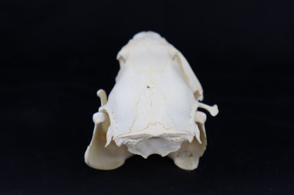 Craft Juvenile Beaver Skull