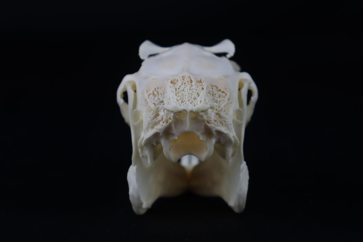 Jack Rabbit Skull