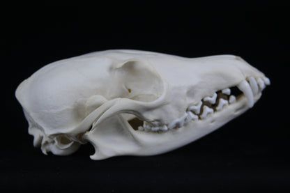 Red Fox Skull