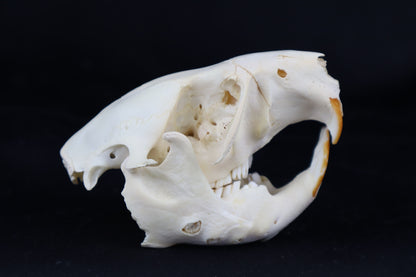 Craft Juvenile Beaver Skull