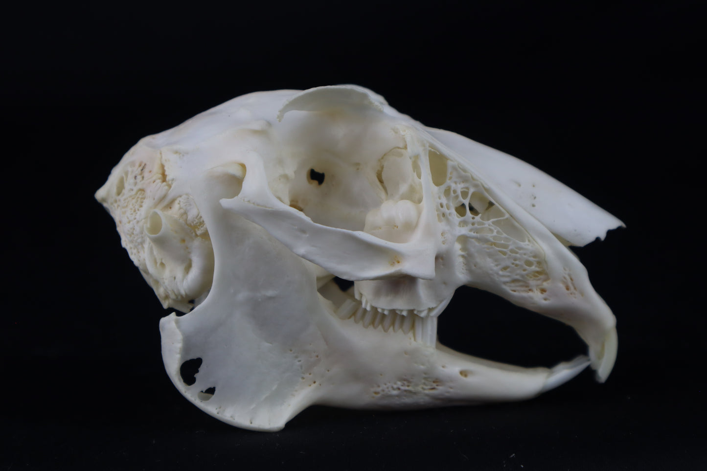 Jack Rabbit Skull