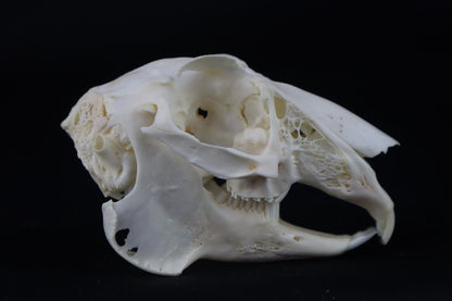 Jack Rabbit Skull