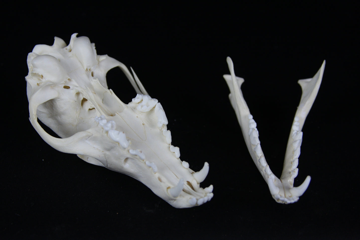 Red Fox Skull