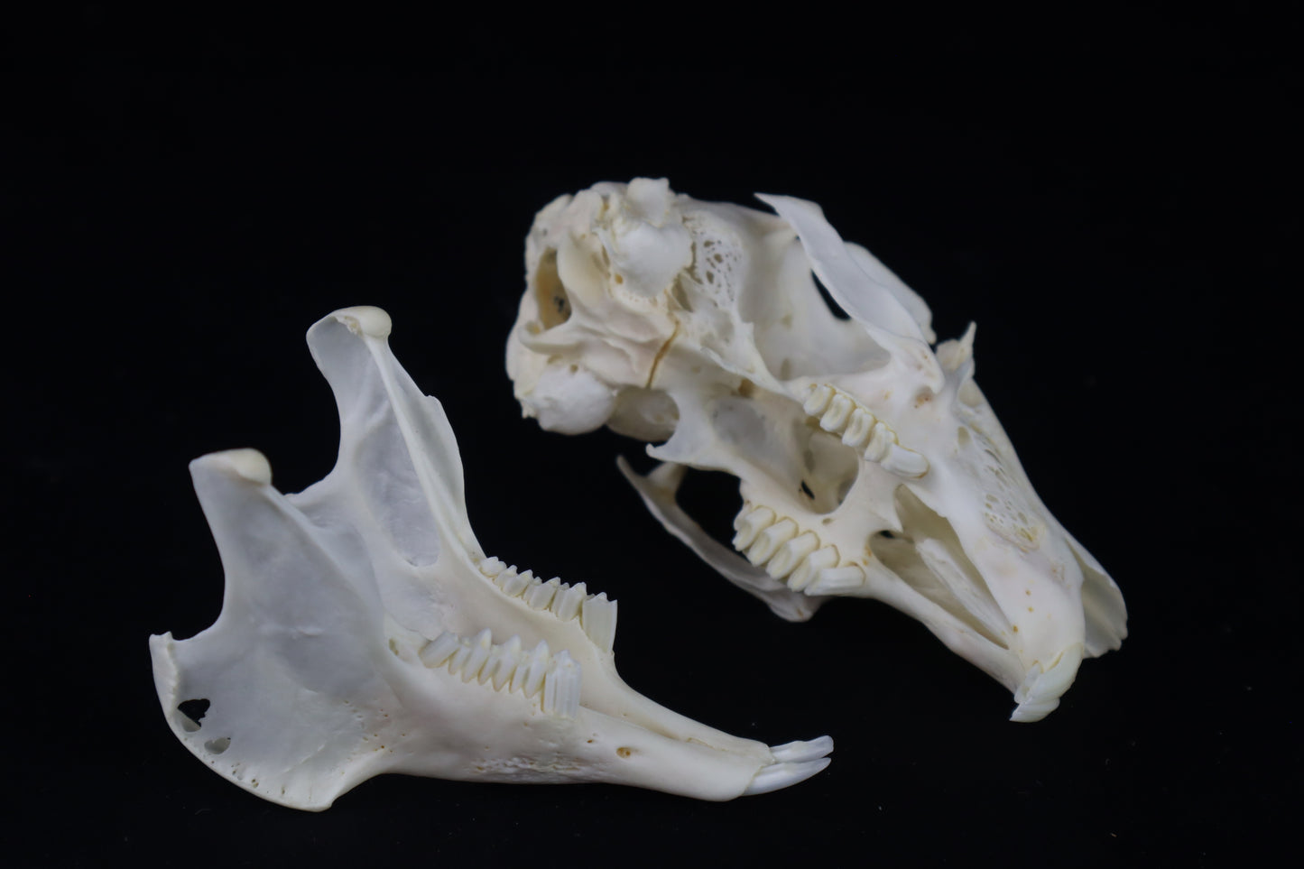 Jack Rabbit Skull