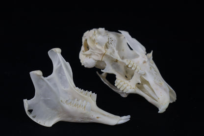 Jack Rabbit Skull