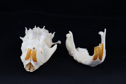 Craft Juvenile Beaver Skull
