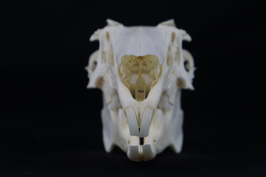 Jack Rabbit Skull
