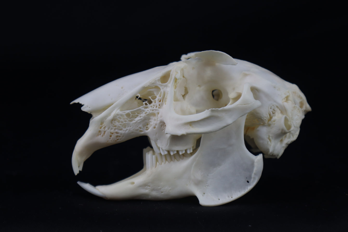 Jack Rabbit Skull