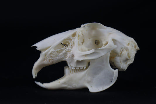 Jack Rabbit Skull