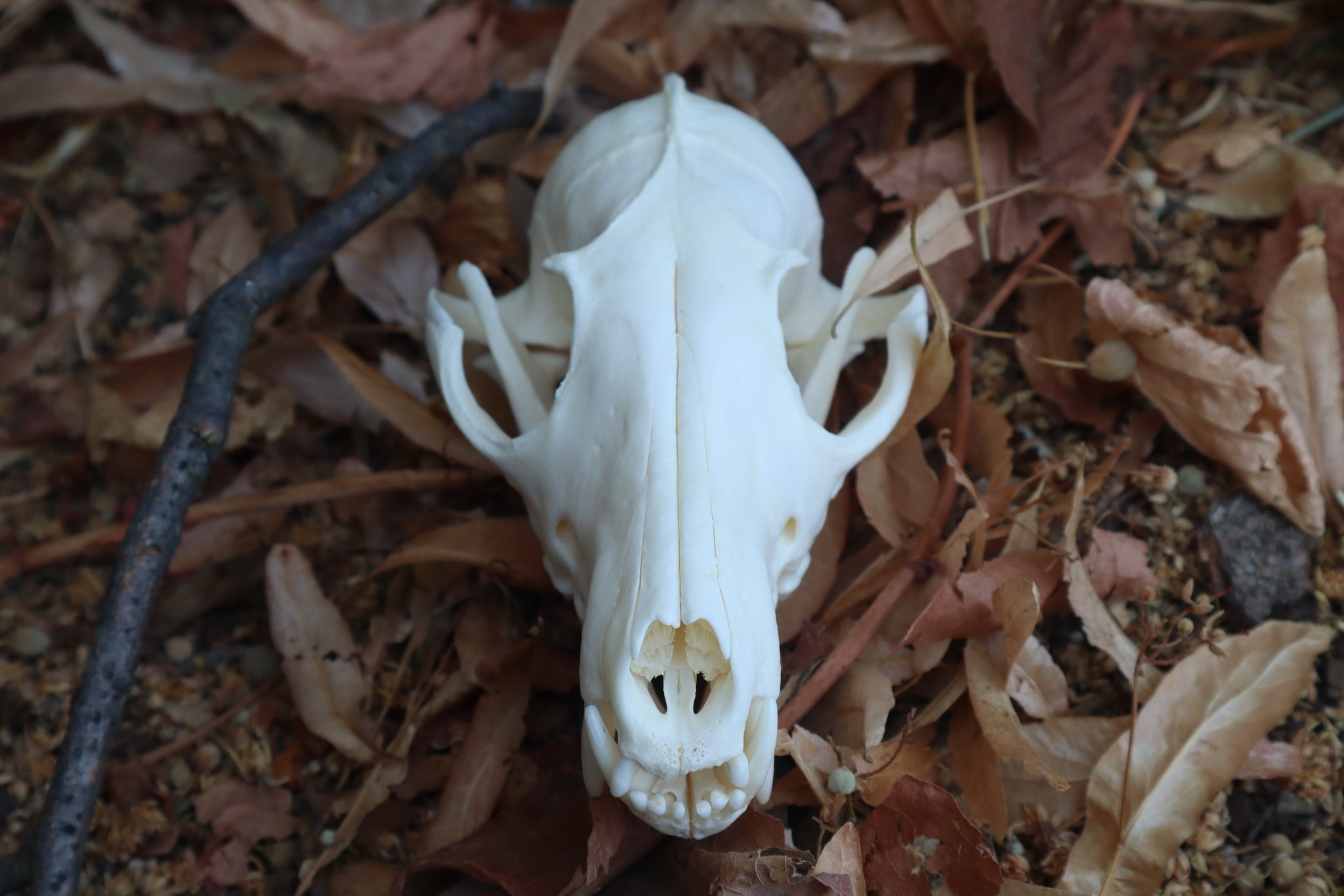 Reserved for Jules - Geriatric Red Fox Skull