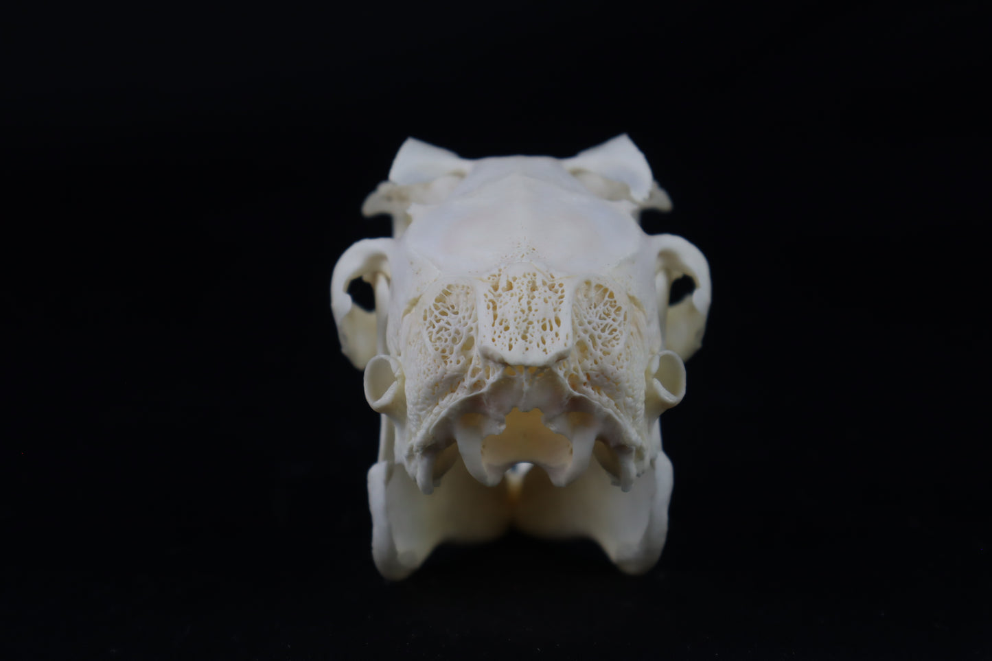 Jack Rabbit Skull