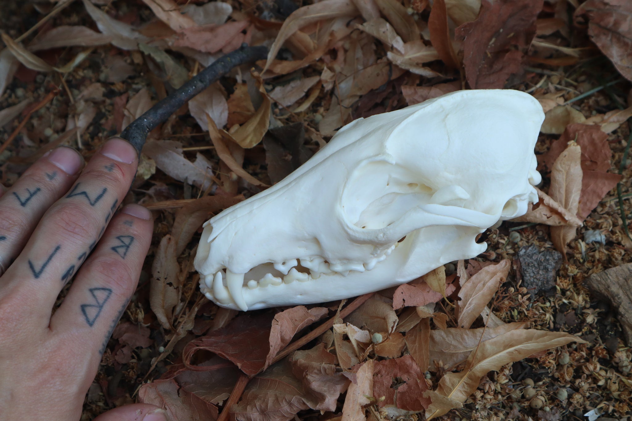 Reserved for Jules - Geriatric Red Fox Skull