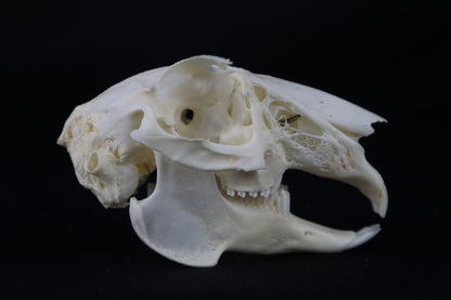 Jack Rabbit Skull