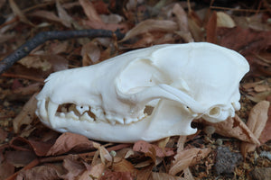 Reserved for Jules - Geriatric Red Fox Skull