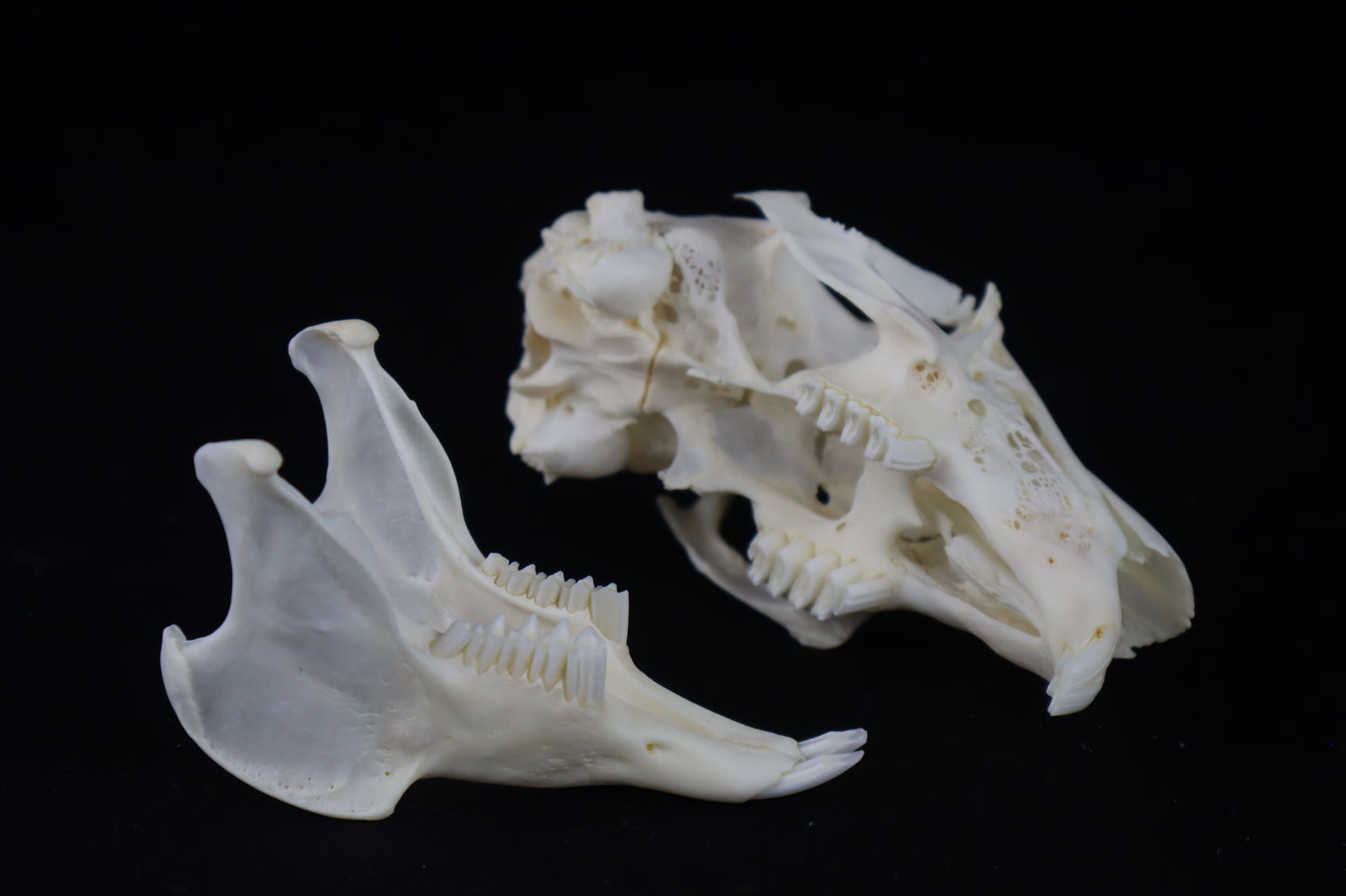 Jack Rabbit Skull