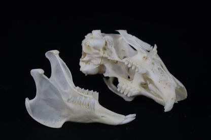 Jack Rabbit Skull