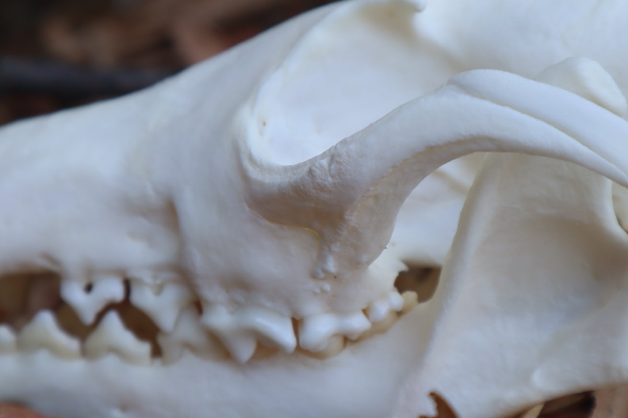 Reserved for Jules - Geriatric Red Fox Skull