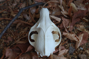 Reserved for Jules - Geriatric Red Fox Skull