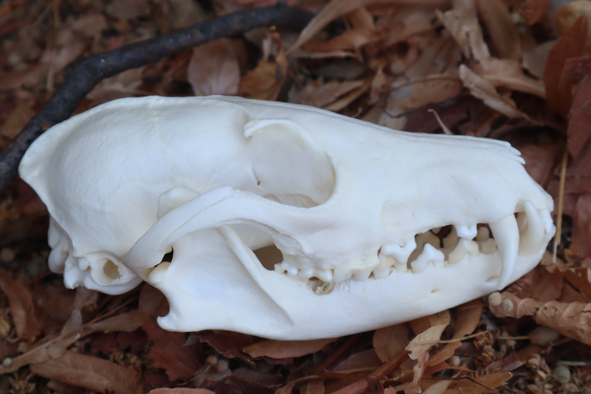 Reserved for Jules - Geriatric Red Fox Skull