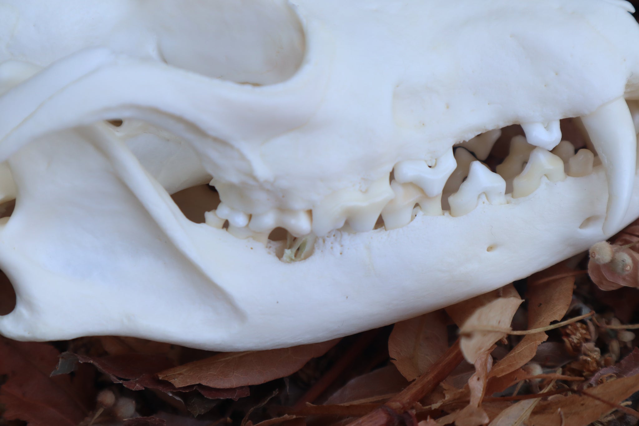 Reserved for Jules - Geriatric Red Fox Skull