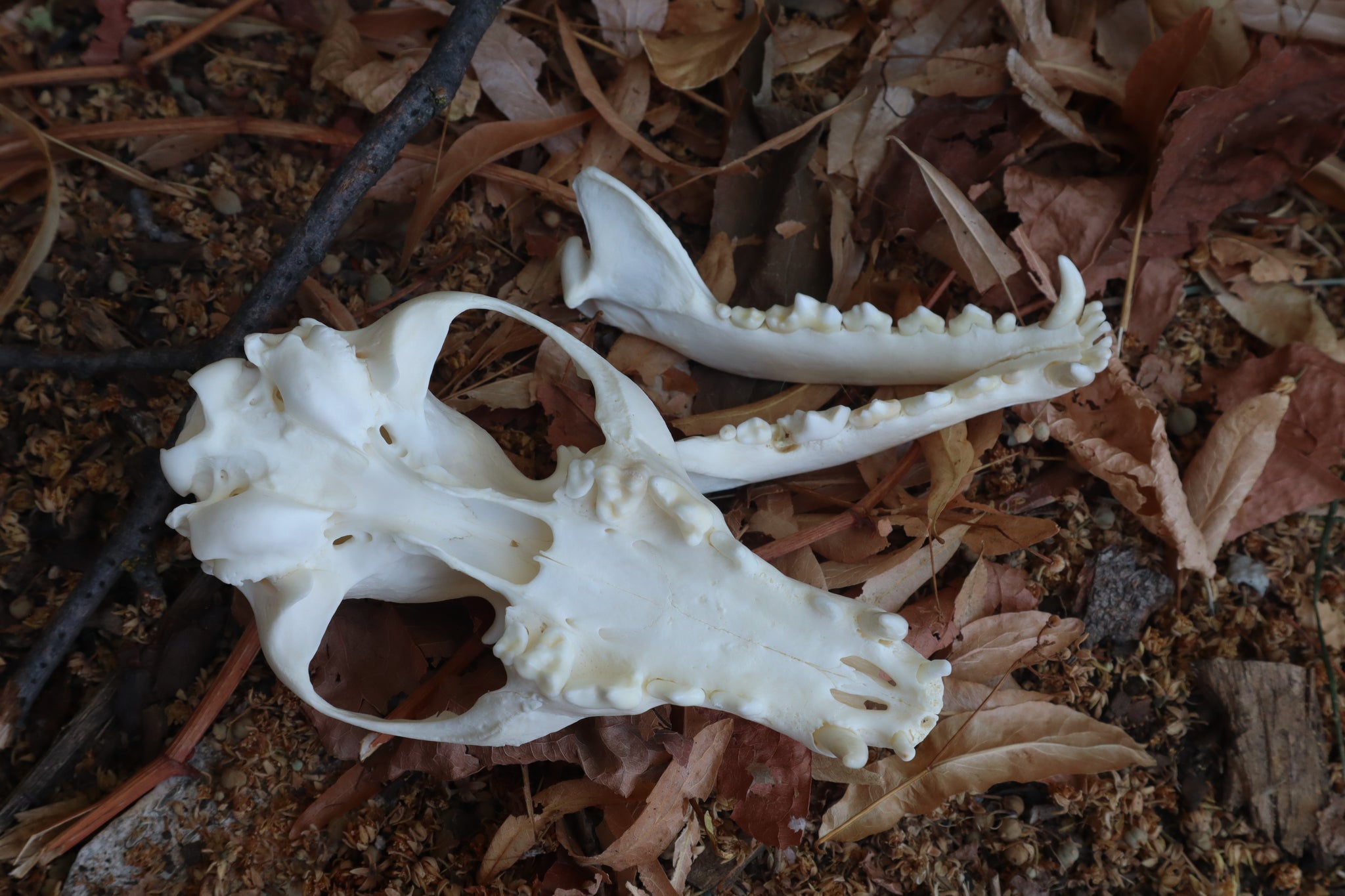 Reserved for Jules - Geriatric Red Fox Skull