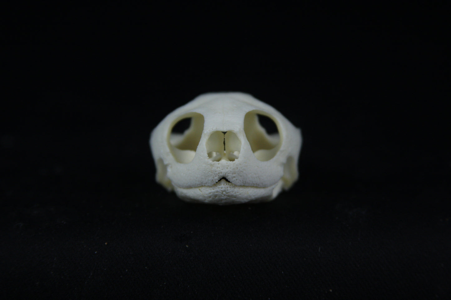 Red Eared Slider Skull
