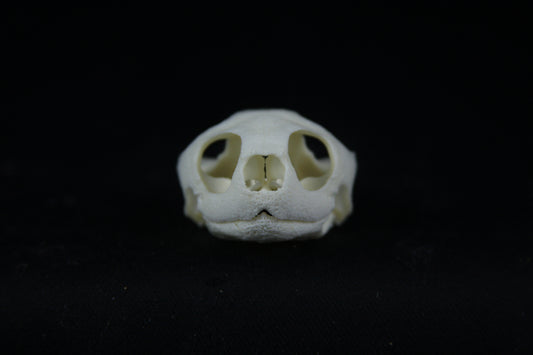 Red Eared Slider Skull