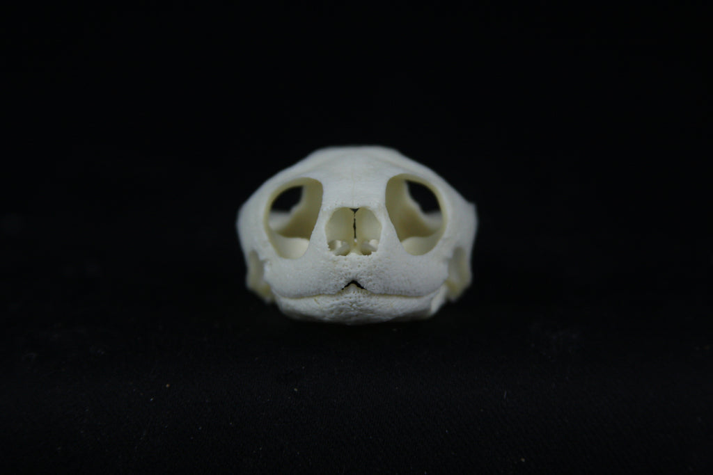 Red Eared Slider Skull