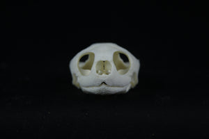 Red Eared Slider Skull