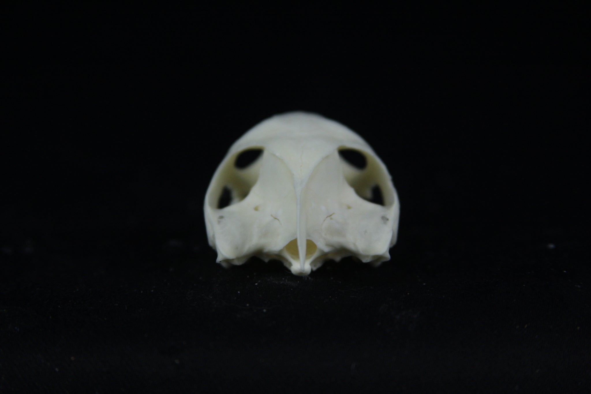 Red Eared Slider Skull