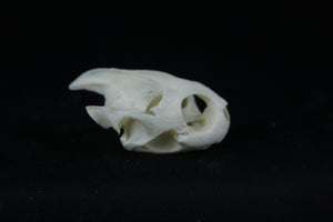 Red Eared Slider Skull