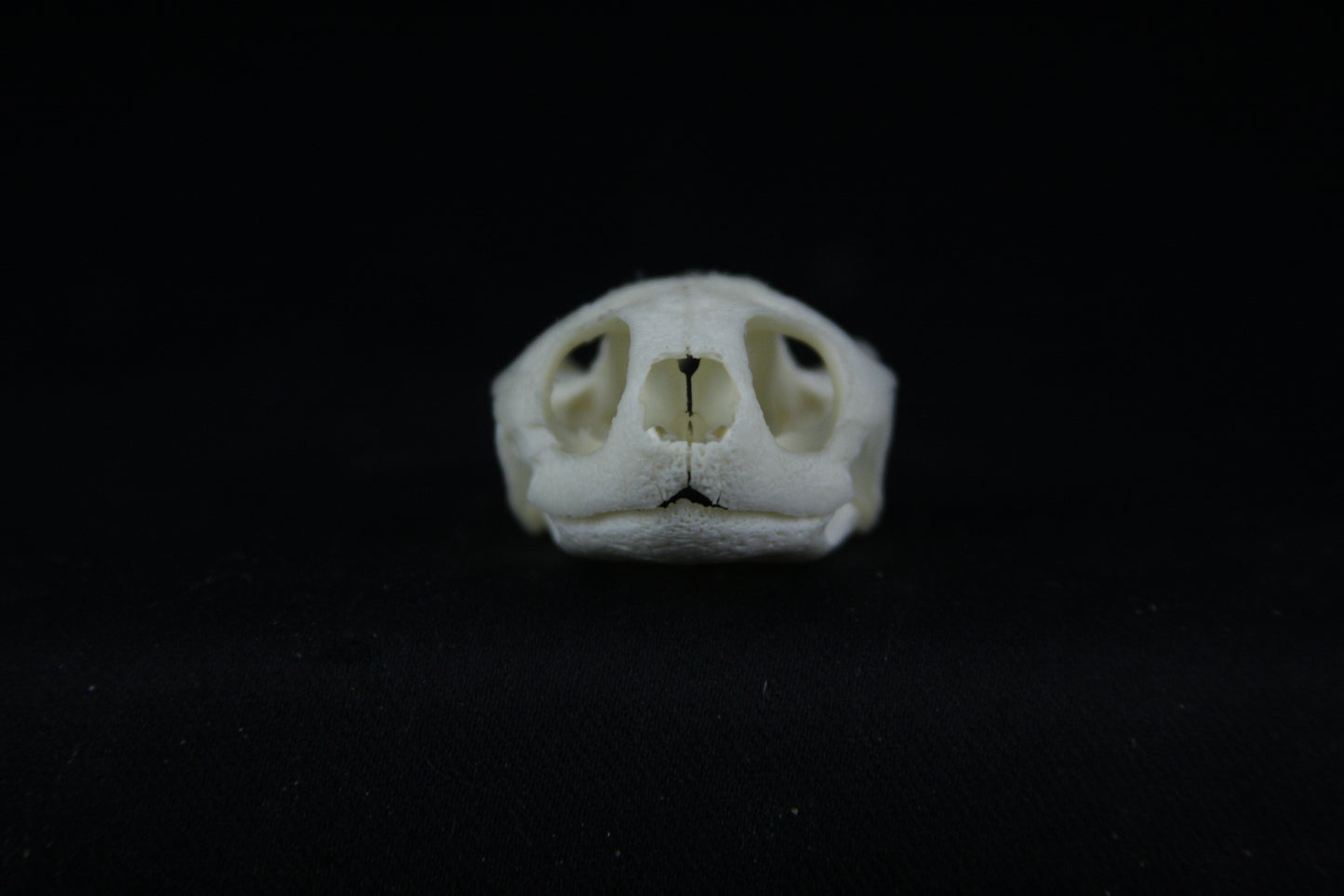 Red Eared Slider Skull