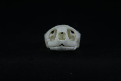 Red Eared Slider Skull