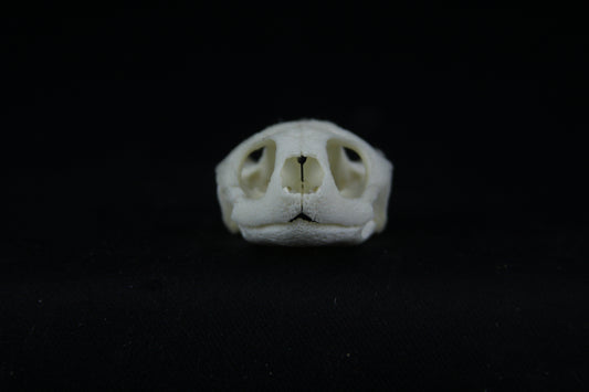 Red Eared Slider Skull
