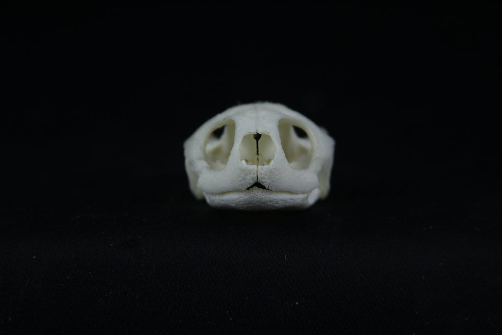 Red Eared Slider Skull