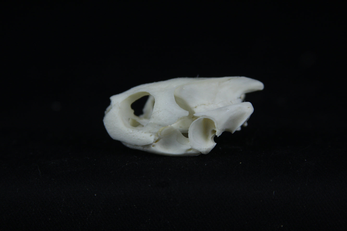 Red Eared Slider Skull