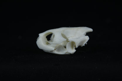 Red Eared Slider Skull