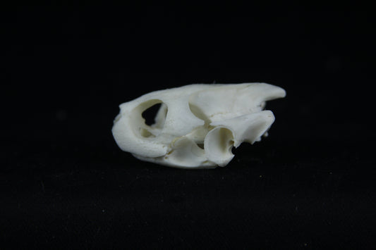 Red Eared Slider Skull