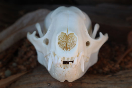 Raccoon Skull