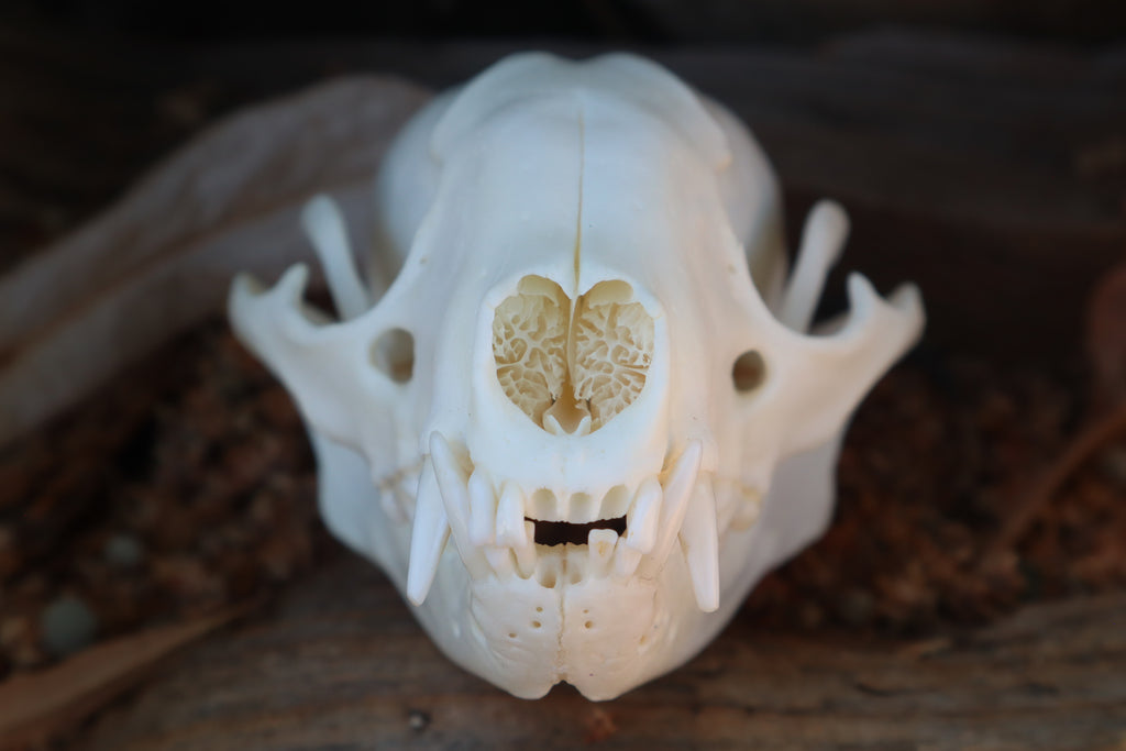 Raccoon Skull