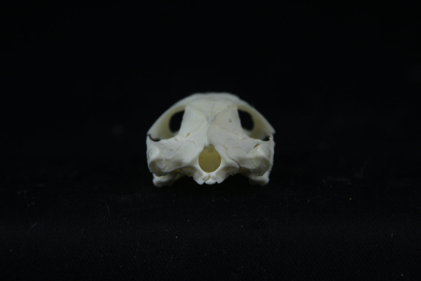 Red Eared Slider Skull